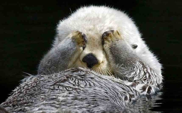 かくれんぼする動物が可愛すぎる写真