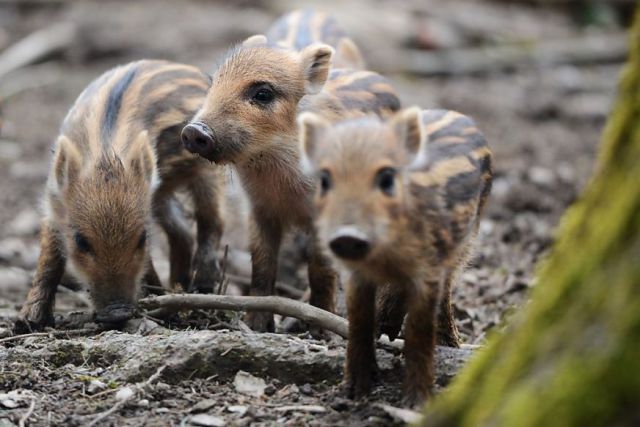 もう可愛すぎて何と言って良いのか分からない動物