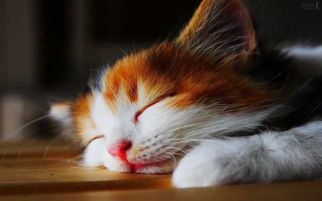 ふかふかした可愛すぎる動物画像