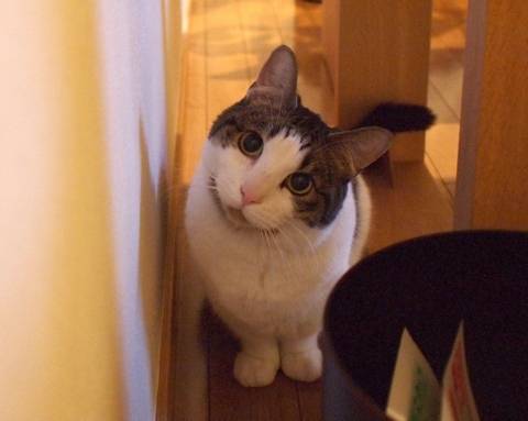 猫につられて首を傾けたら負け！