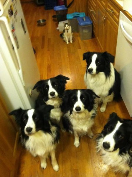 癒しの可愛い動物の画像