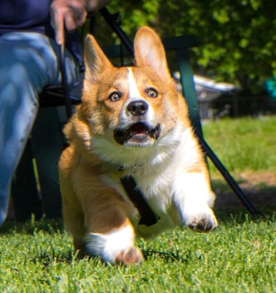 胴長のコーギー犬