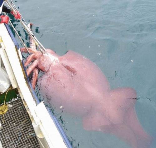 マジで驚く巨大生物の画像