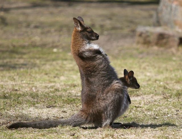 たまらないほど可愛い動物の写真