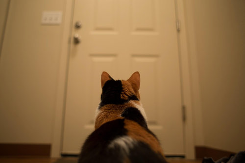 気になってしかたがない動物たちの写真