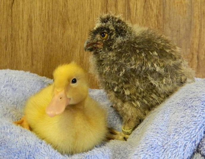 癒しの可愛い動物画像