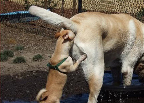 いろいろな姿を見せる動物たちの可愛い写真