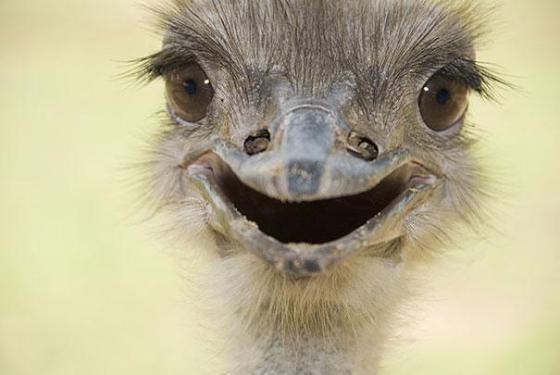 幸せそうに笑いすぎ！ニッコリ笑顔の動物たちの写真