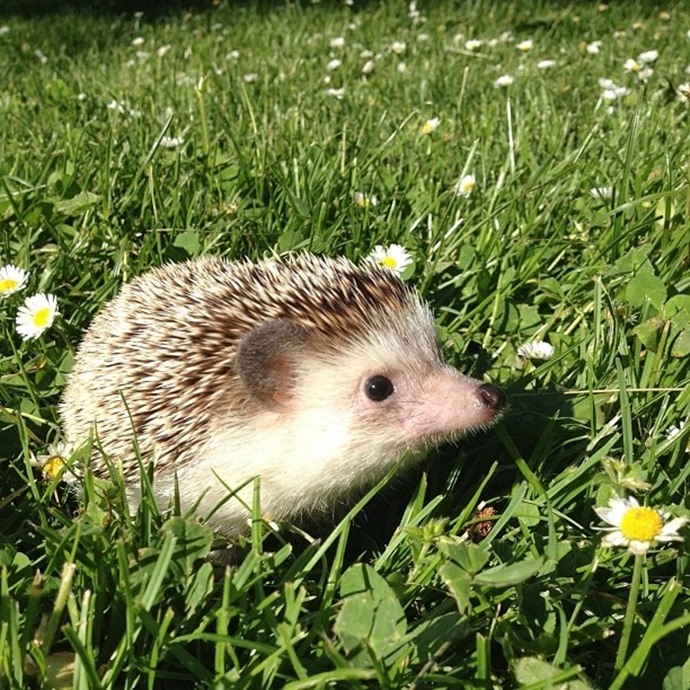 かわいいハリネズミには旅をさせる写真