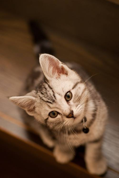 猫につられて首を傾けたら負け！