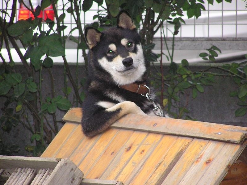 見ているだけで笑える動物のオモシロ画像