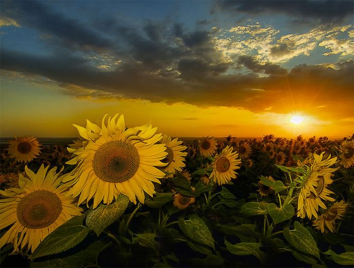 美しい太陽の写真