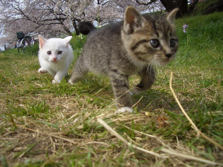 本当に可愛い猫の写真
