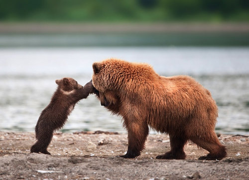 感情表現が豊かな自然の中の熊たち
