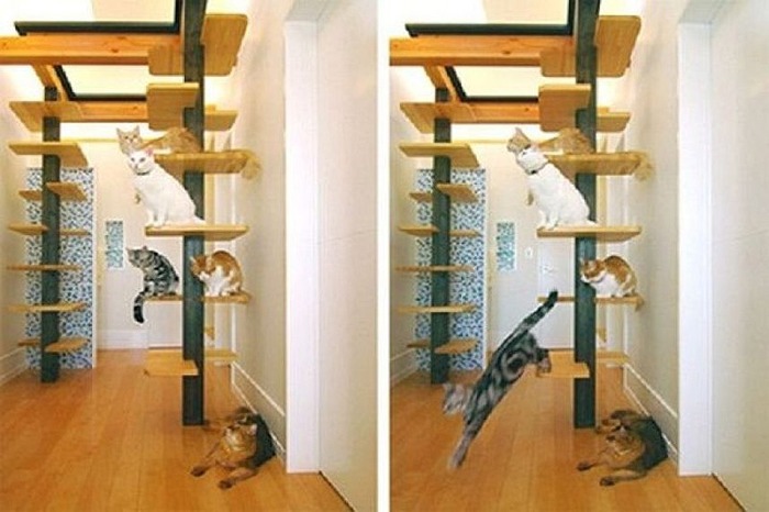 猫のために設計されたインテリアや小物が可愛い写真