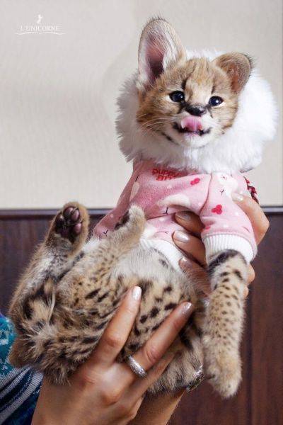 かわいい動物画像たちの画像
