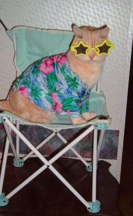 とにかく魅力的な猫の写真