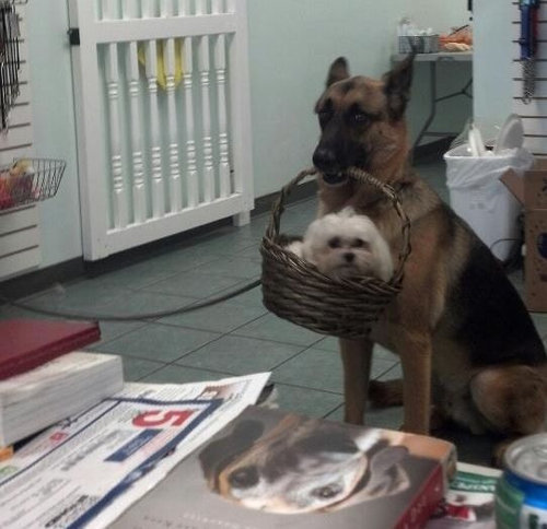 思わずキュンとなる癒しの動物たちの写真