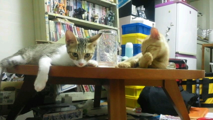 可愛すぎる猫たちの写真