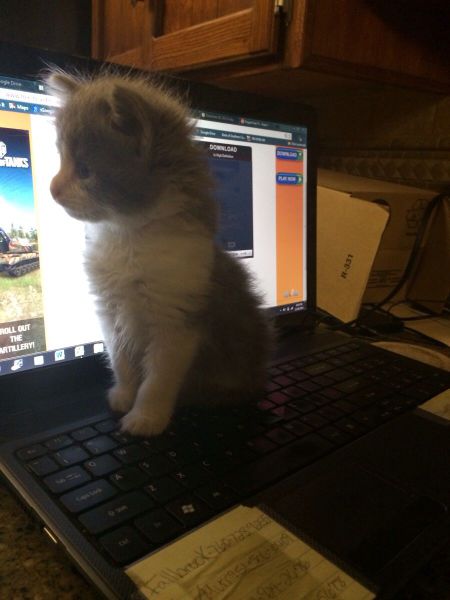 本当に可愛い表情をした動物たちの写真