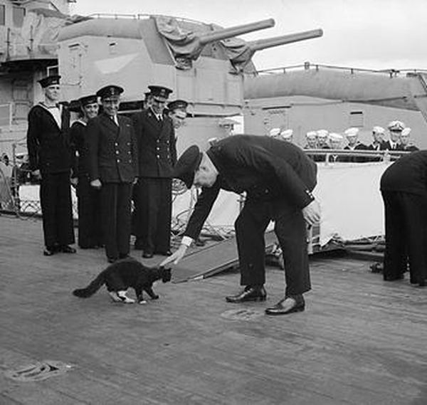 軍艦に乗る猫の歴史的写真