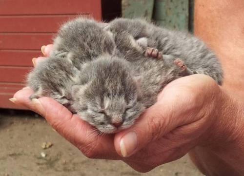 かわいい動物の画像