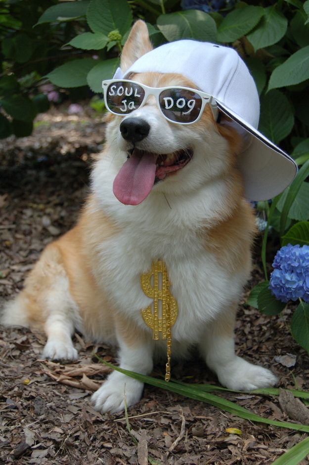 本当に可愛いコーギー犬の写真