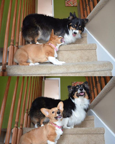 思わずキュンとなる癒しの動物たちの写真