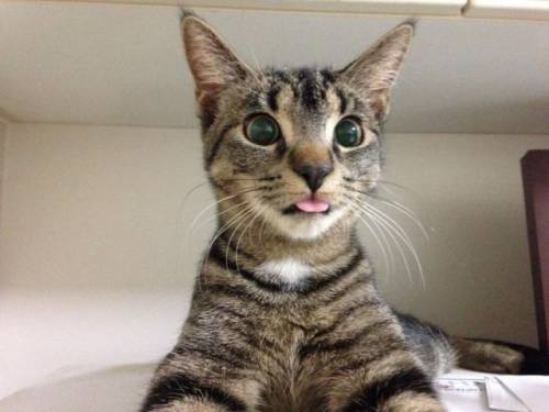 元気になれる動物の画像