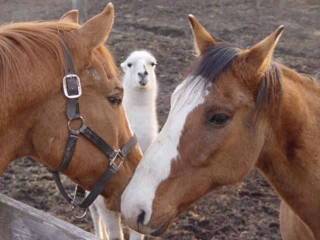 もう可愛すぎて何と言って良いのか分からない動物