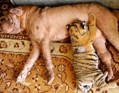 仲良しの動物カップルたちが可愛すぎる写真