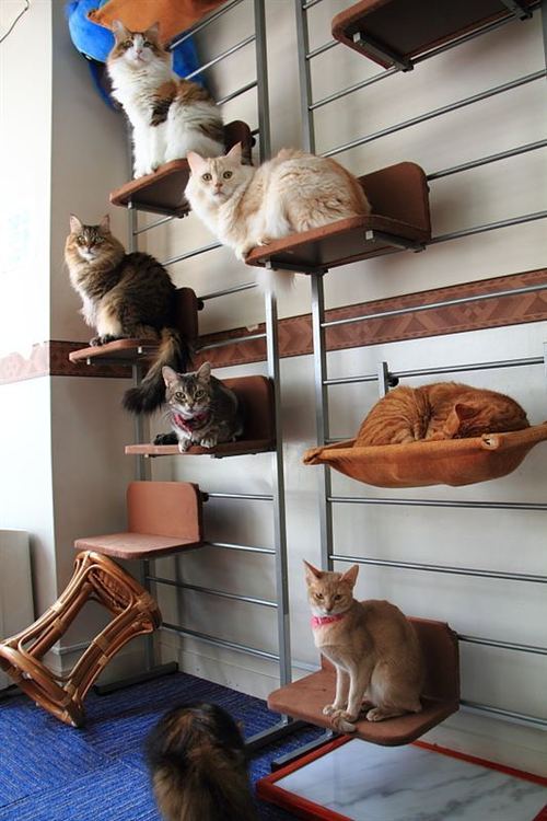 本当に可愛すぎる猫の画像