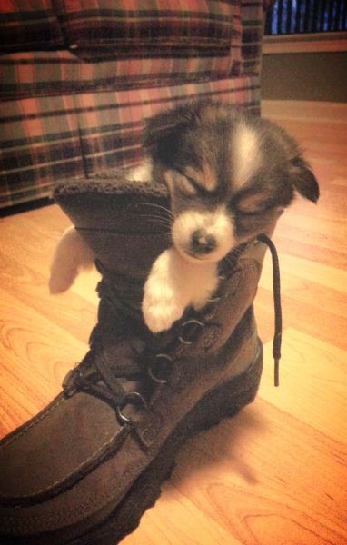 癒しの動物たちの写真