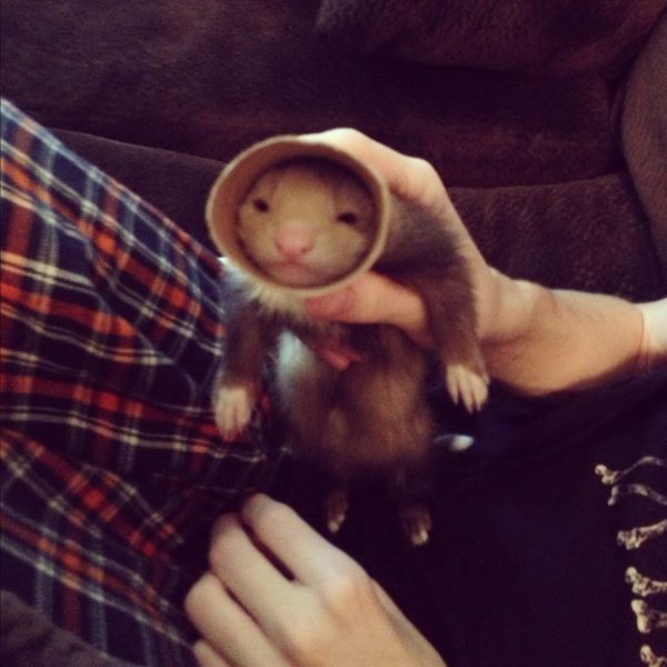 癒しの可愛い動物画像