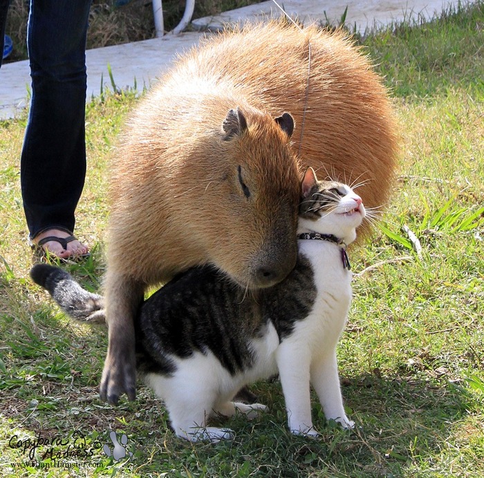 ペットのカピバラさん