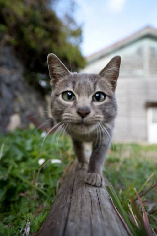 福岡にあった猫の島の写真