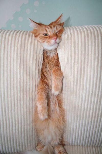 家具の間にはまっている犬と猫の可愛い写真