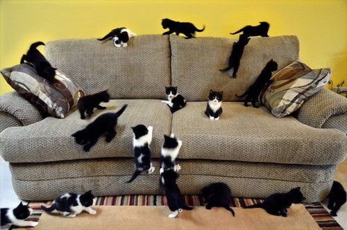 本当に可愛すぎる猫の画像