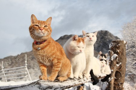 やっぱり可愛い猫の画像