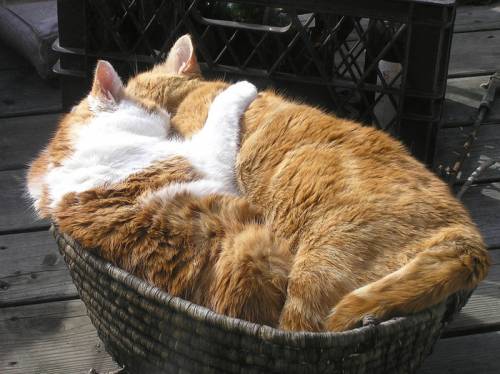 寄り添う動物たち