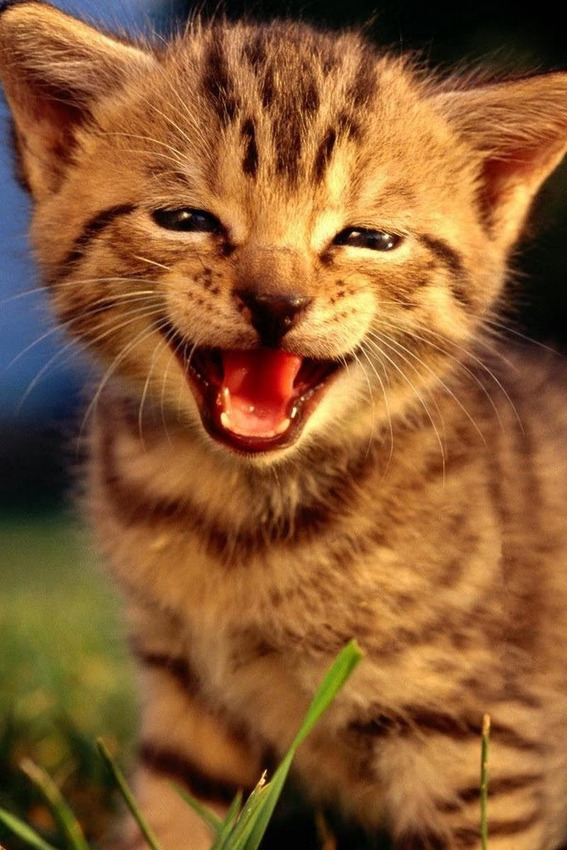 本当に可愛い猫の写真