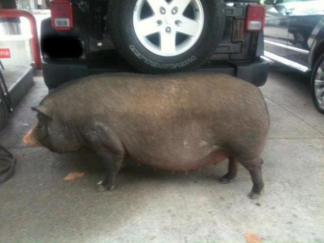 アメリカのガソリンスタンドで目撃された奇妙な写真