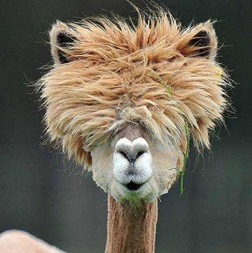 アルパカがヘアカットして可愛すぎる写真