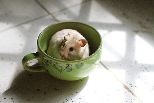 そのまま飲み干したくなるカップ入り動物の写真