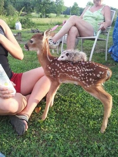 いろいろな姿を見せる動物たちの可愛い写真