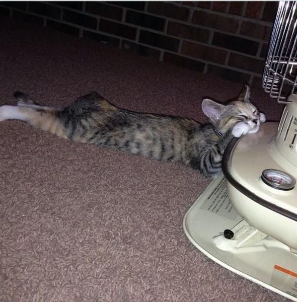 見ていると幸せになれる可愛い動物たちの写真