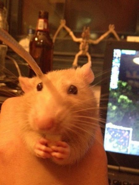 なんで動物ってこんなに可愛いんだろと思える写真