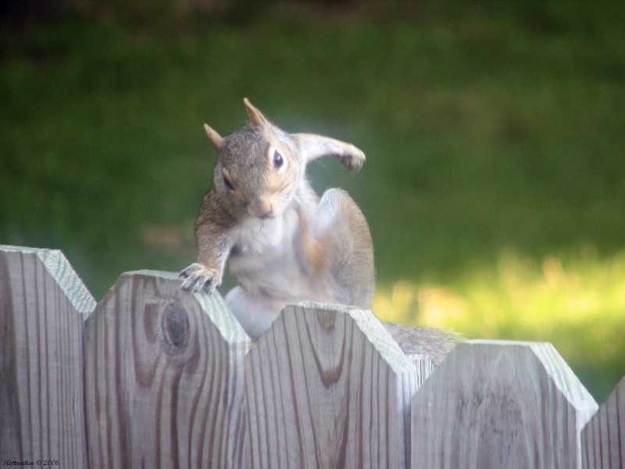 カッコイイポーズをとる動物の写真