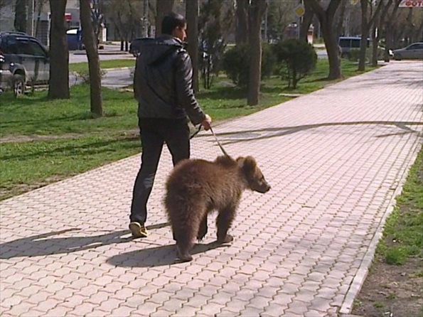 熊を散歩させるロシアの日常風景がヤバすぎる写真