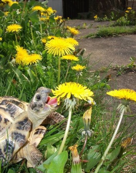 心も癒される動物の写真